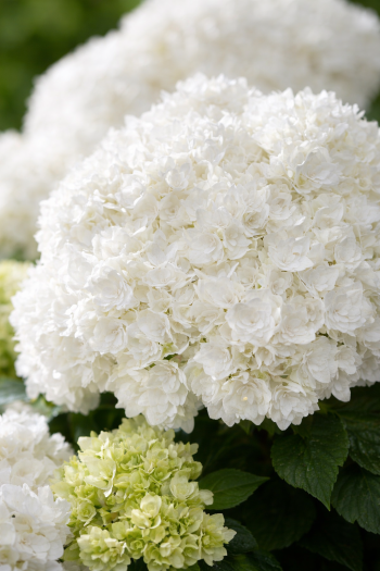 Гортензия широколистная Доппио Фредо / Гортензия Доппио Фредо|Hydrangea macrophylla Doppio® Fredo / Hydrangea Doppio® Fredo|Гортензія широколиста Доппіо Фредо / Гортензія Доппіо Фредо